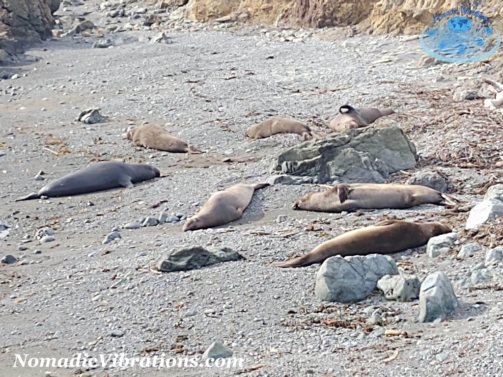 Nomad Life - Visiting the California Elephant Seals
