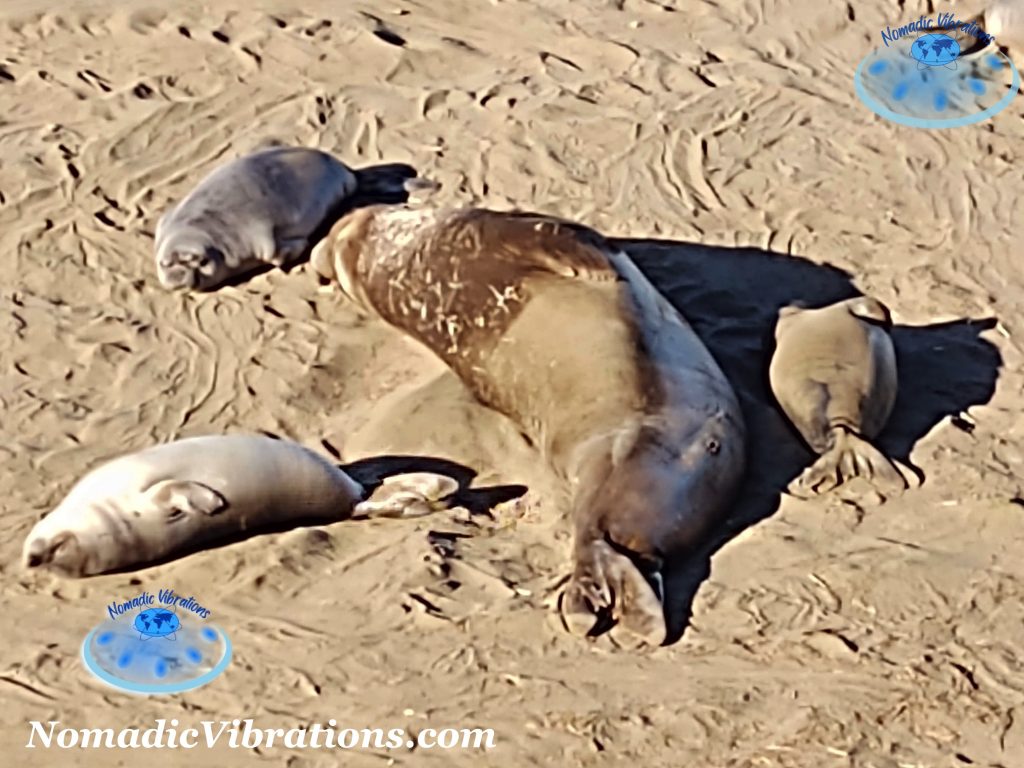 Nomad Life - Visiting the California Elephant Seals